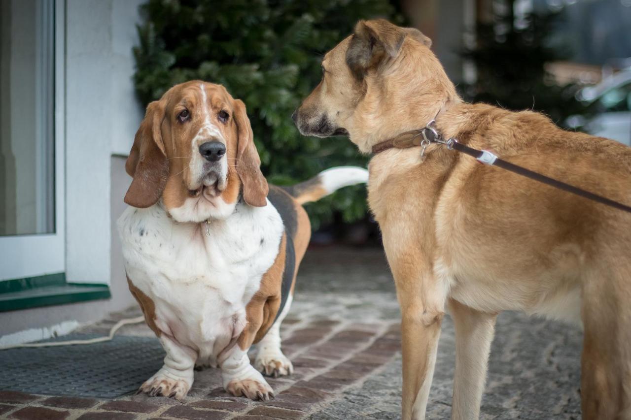 Hotel Magdalena Im Zillertal - Urlaub Mit Hund リート・イム・ツィラータール エクステリア 写真